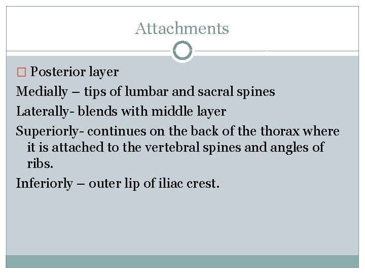 Attachments � Posterior layer Medially – tips of lumbar and sacral spines Laterally- blends Attachments � Posterior layer Medially – tips of lumbar and sacral spines Laterally- blends
