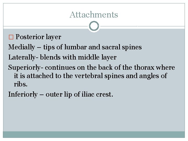 Attachments � Posterior layer Medially – tips of lumbar and sacral spines Laterally- blends