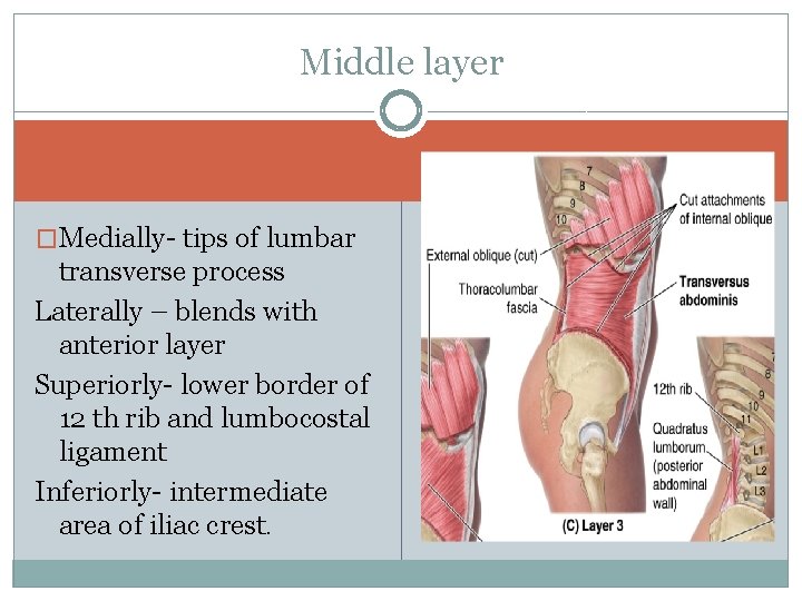 Middle layer �Medially- tips of lumbar transverse process Laterally – blends with anterior layer Middle layer �Medially- tips of lumbar transverse process Laterally – blends with anterior layer