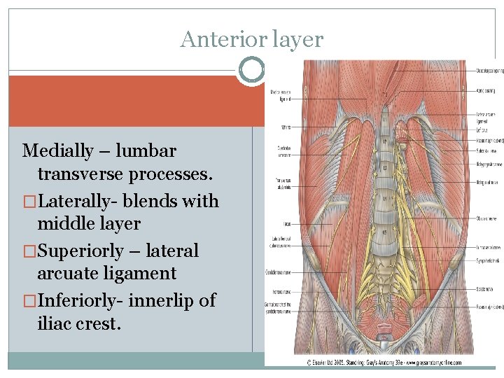 Anterior layer Medially – lumbar transverse processes. �Laterally- blends with middle layer �Superiorly –