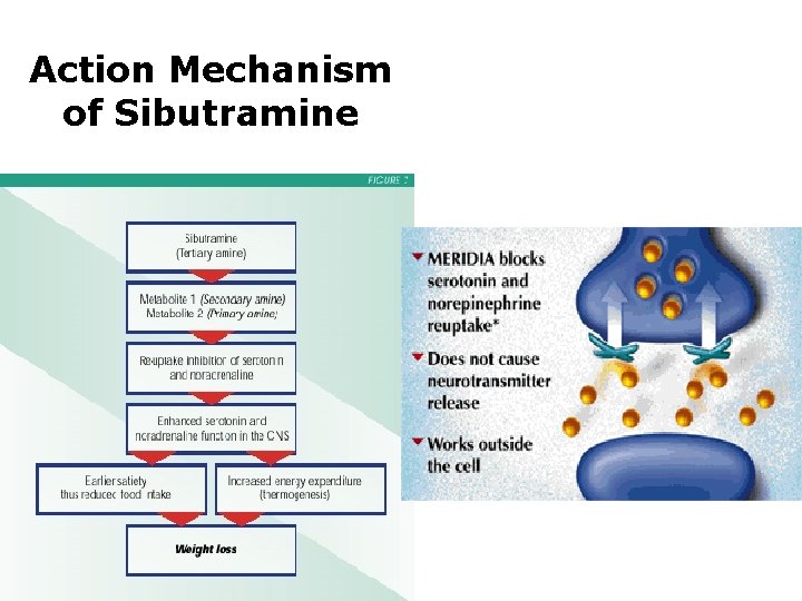 Action Mechanism of Sibutramine 