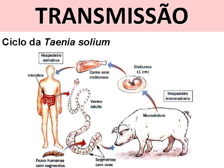 TRANSMISSÃO Ciclo da Taenia solium 