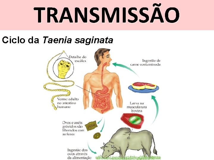 TRANSMISSÃO Ciclo da Taenia saginata 