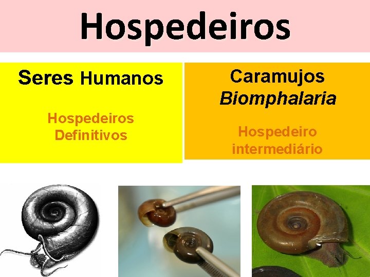 Hospedeiros Seres Humanos Hospedeiros Definitivos Caramujos Biomphalaria Hospedeiro intermediário 