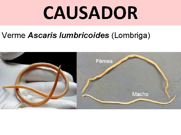 CAUSADOR Verme Ascaris lumbricoides (Lombriga) 