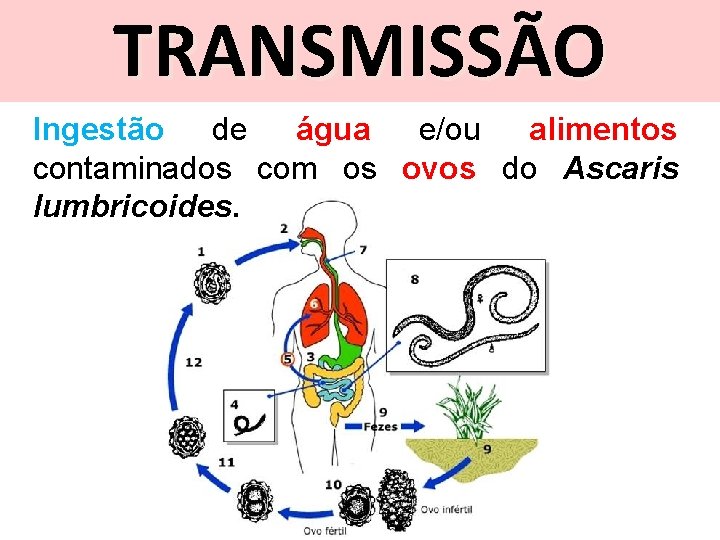 TRANSMISSÃO Ingestão de água e/ou alimentos contaminados com os ovos do Ascaris lumbricoides. 