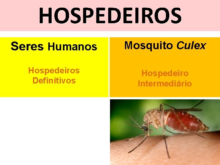 HOSPEDEIROS Seres Humanos Mosquito Culex Hospedeiros Definitivos Hospedeiro Intermediário 