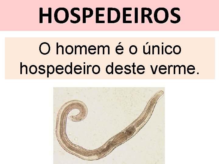 HOSPEDEIROS O homem é o único hospedeiro deste verme. 
