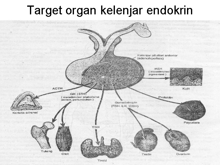 Target organ kelenjar endokrin 