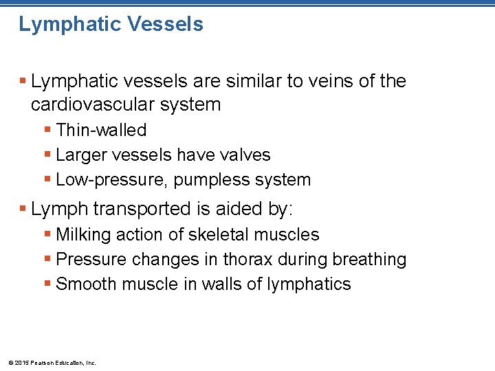 Lymphatic Vessels § Lymphatic vessels are similar to veins of the cardiovascular system §