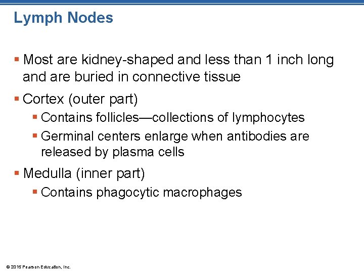 Lymph Nodes § Most are kidney-shaped and less than 1 inch long and are