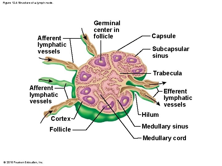 Figure 12. 4 Structure of a lymph node. Afferent lymphatic vessels Germinal center in