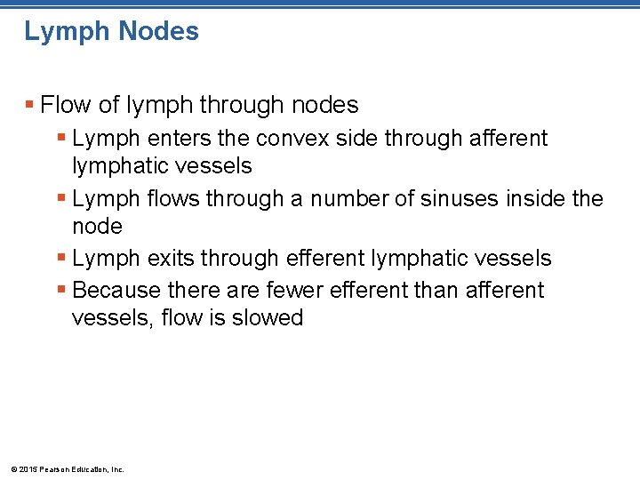 Lymph Nodes § Flow of lymph through nodes § Lymph enters the convex side