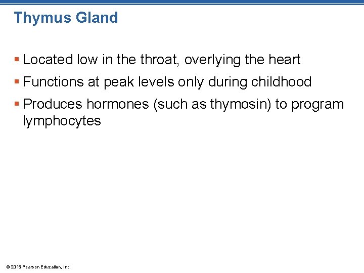 Thymus Gland § Located low in the throat, overlying the heart § Functions at