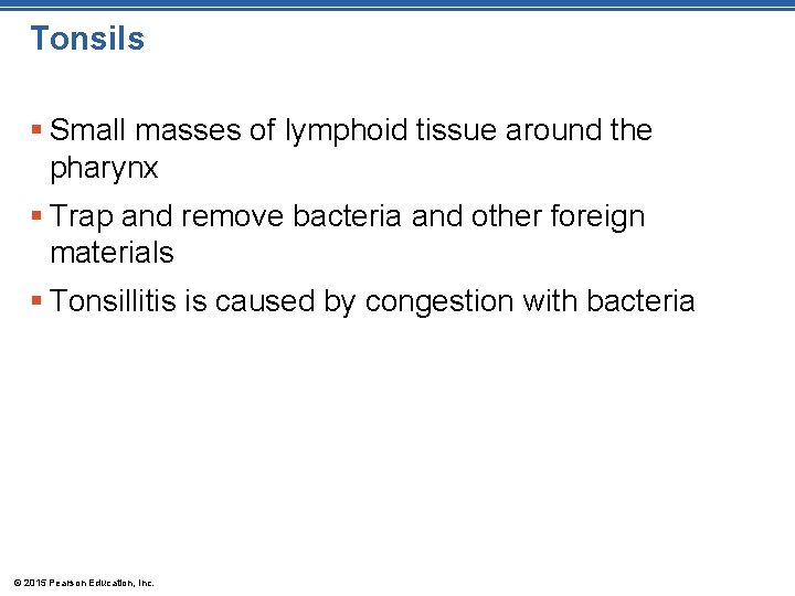 Tonsils § Small masses of lymphoid tissue around the pharynx § Trap and remove