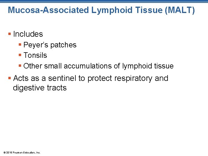 Mucosa-Associated Lymphoid Tissue (MALT) § Includes § Peyer’s patches § Tonsils § Other small