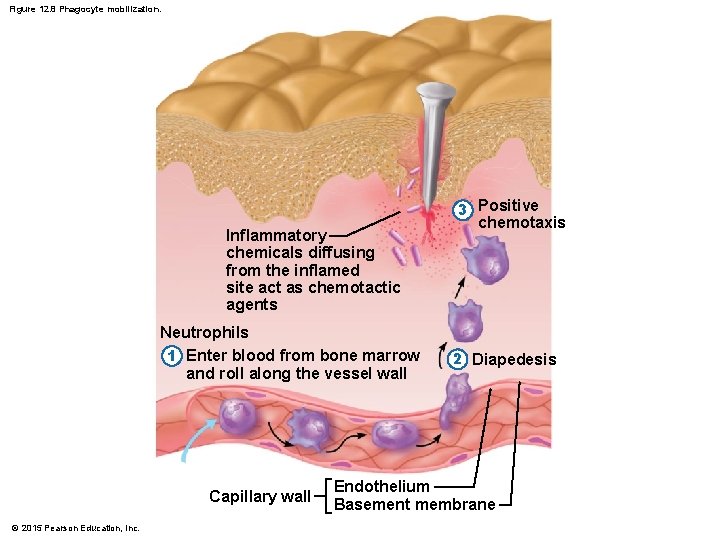 Figure 12. 8 Phagocyte mobilization. Inflammatory chemicals diffusing from the inflamed site act as