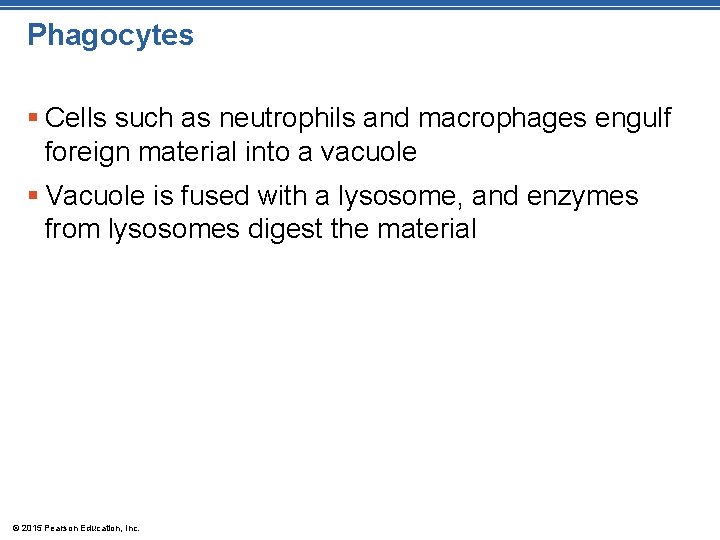 Phagocytes § Cells such as neutrophils and macrophages engulf foreign material into a vacuole