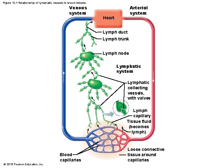 Figure 12. 1 Relationship of lymphatic vessels to blood vessels. Venous system Arterial system