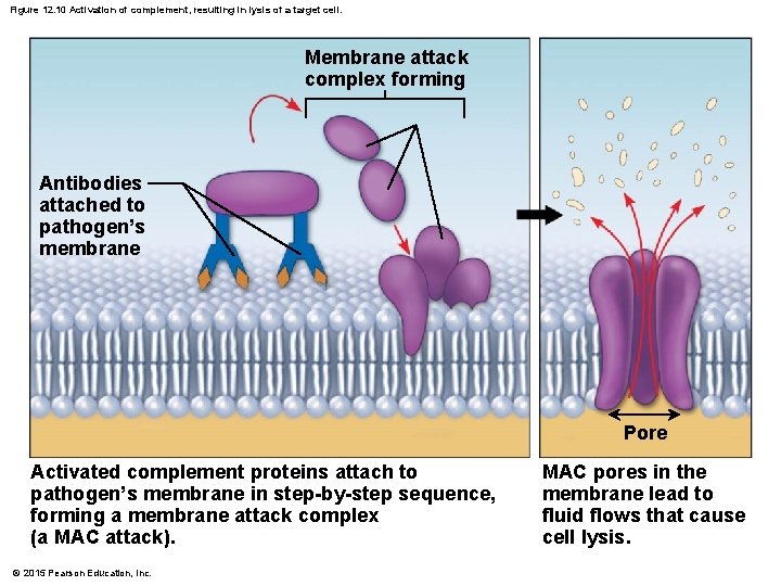 Figure 12. 10 Activation of complement, resulting in lysis of a target cell. Membrane