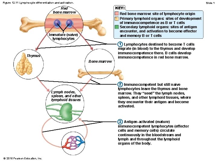 Figure 12. 11 Lymphocyte differentiation and activation. Slide 1 KEY: Red bone marrow: site