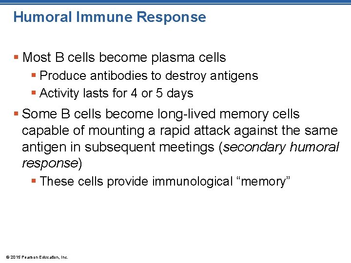 Humoral Immune Response § Most B cells become plasma cells § Produce antibodies to