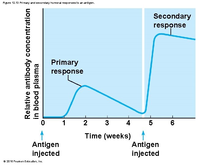 Relative antibody concentration in blood plasma Figure 12. 13 Primary and secondary humoral responses