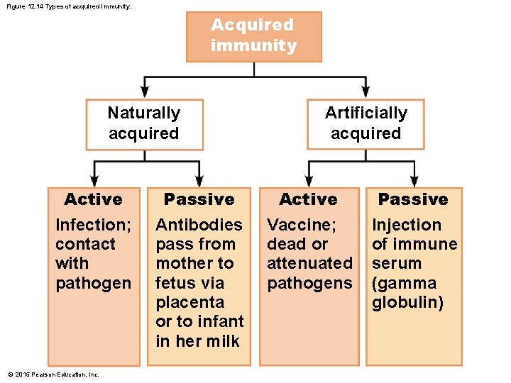 Figure 12. 14 Types of acquired immunity. Acquired immunity Naturally acquired Active Infection; contact