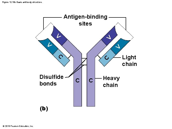 Figure 12. 15 b Basic antibody structure. Antigen-binding sites V V C Disulfide bonds