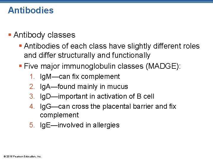 Antibodies § Antibody classes § Antibodies of each class have slightly different roles and