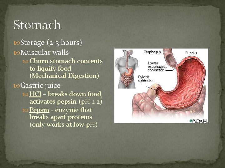 Stomach Storage (2 -3 hours) Muscular walls Churn stomach contents to liquify food (Mechanical