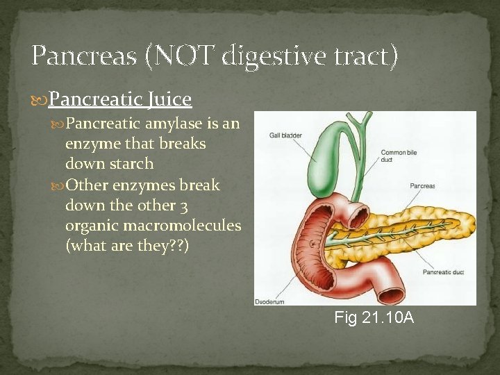 Pancreas (NOT digestive tract) Pancreatic Juice Pancreatic amylase is an enzyme that breaks down