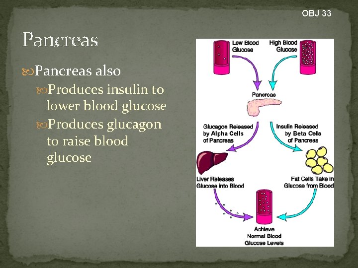 OBJ 33 Pancreas also Produces insulin to lower blood glucose Produces glucagon to raise