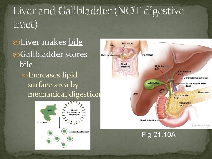 Liver and Gallbladder (NOT digestive tract) Liver makes bile Gallbladder stores bile Increases lipid
