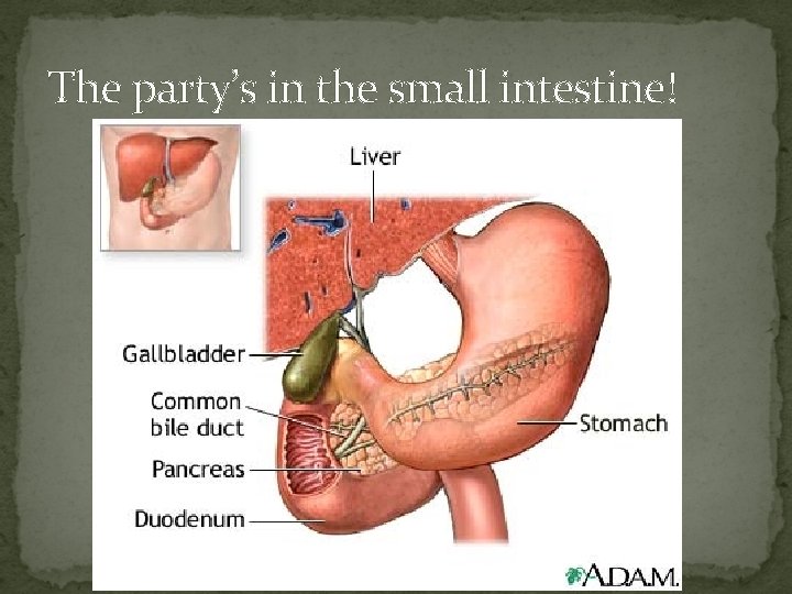 The party’s in the small intestine! 