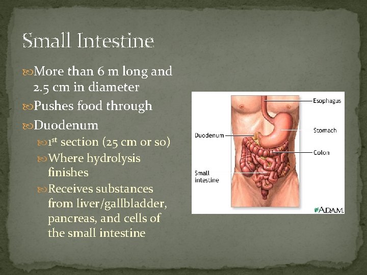 Small Intestine More than 6 m long and 2. 5 cm in diameter Pushes