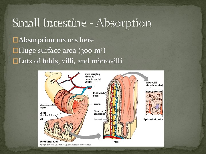 Small Intestine - Absorption �Absorption occurs here �Huge surface area (300 m 2) �Lots