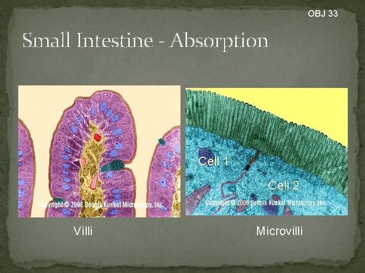 OBJ 33 Small Intestine - Absorption Cell 1 Cell 2 Villi Microvilli 