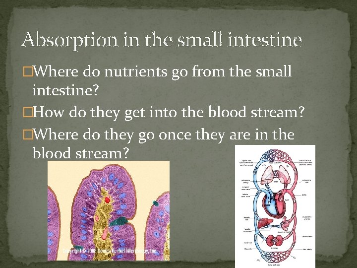 Absorption in the small intestine �Where do nutrients go from the small intestine? �How
