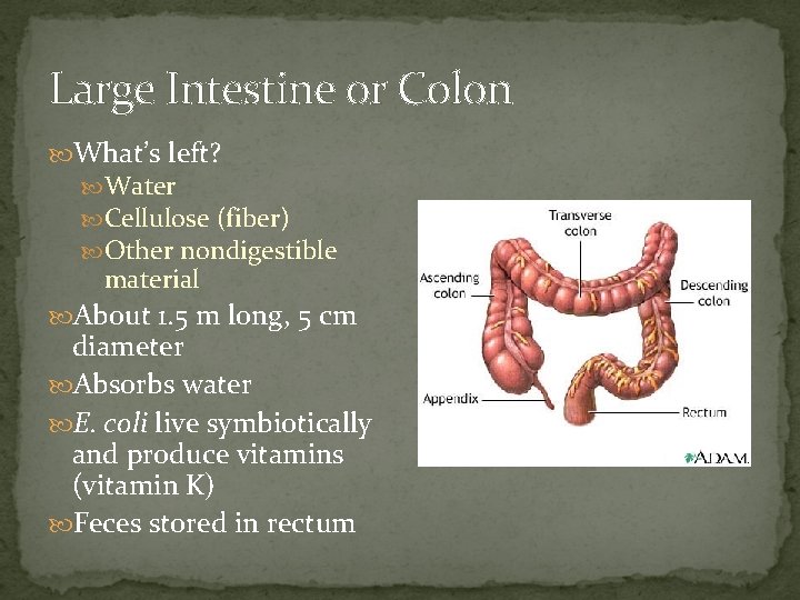 Large Intestine or Colon What’s left? Water Cellulose (fiber) Other nondigestible material About 1.
