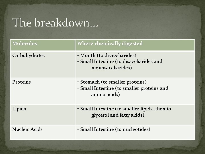The breakdown… Molecules Where chemically digested Carbohydrates • Mouth (to disaccharides) • Small Intestine