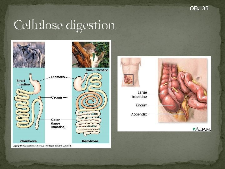 OBJ 35 Cellulose digestion 