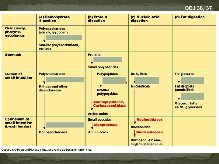 OBJ 36, 37 Where foods are broken down with enzymes 