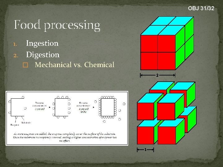 OBJ 31/32 Food processing Ingestion 2. Digestion 1. � Mechanical vs. Chemical 