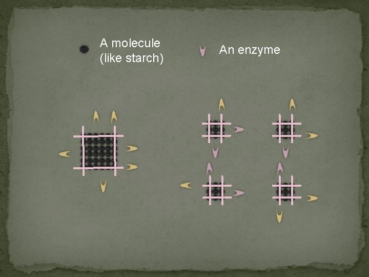 A molecule (like starch) An enzyme 