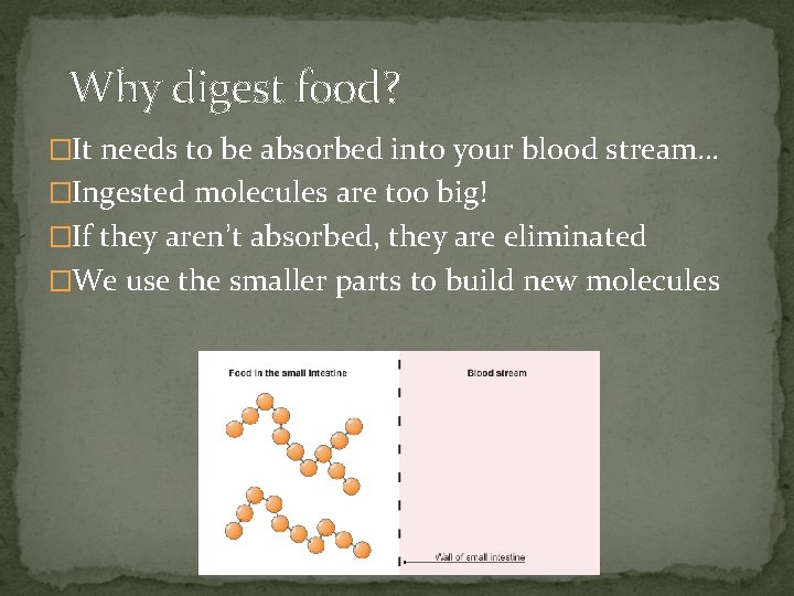 Why digest food? �It needs to be absorbed into your blood stream… �Ingested molecules