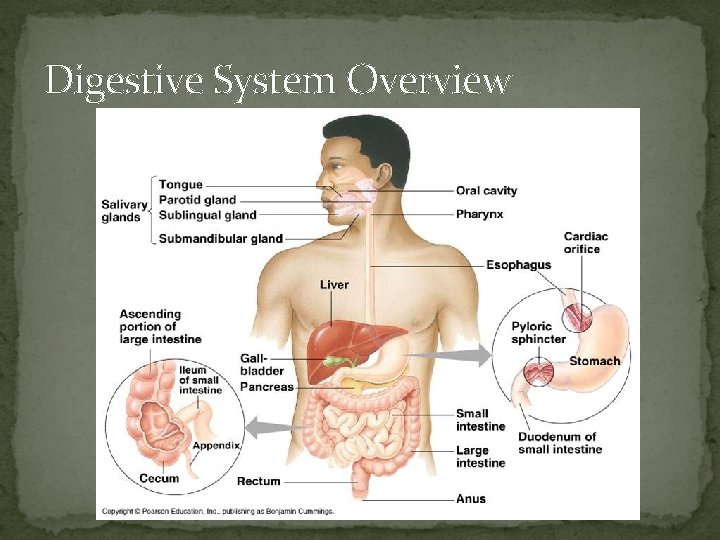 Digestive System Overview 