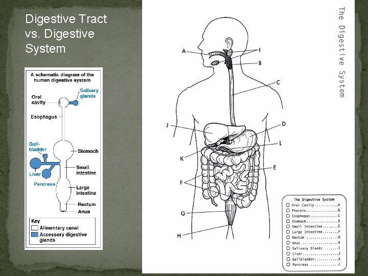 Digestive Tract vs. Digestive System 