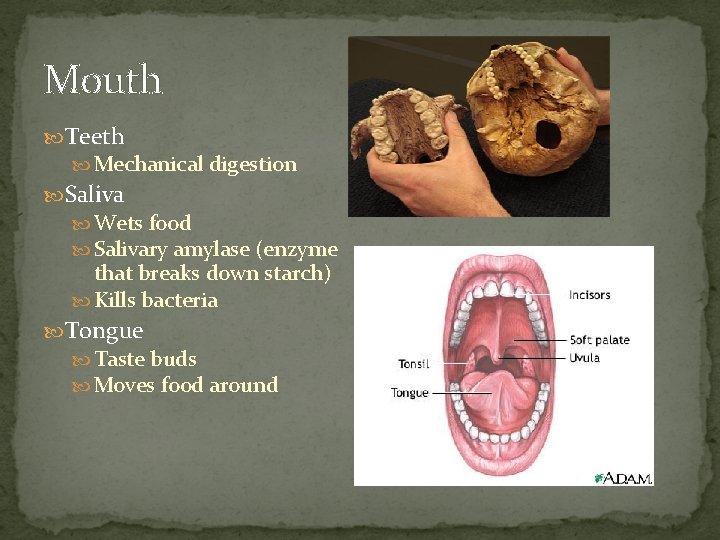 Mouth Teeth Mechanical digestion Saliva Wets food Salivary amylase (enzyme that breaks down starch)
