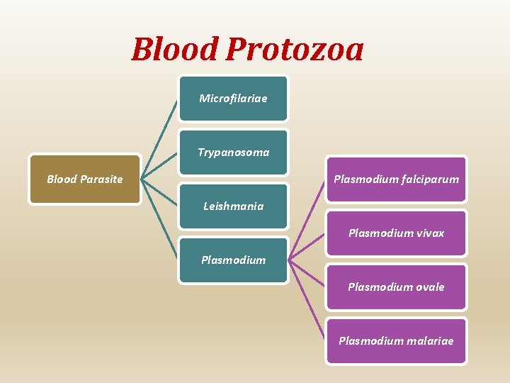 Blood Protozoa Microfilariae Trypanosoma Plasmodium falciparum Blood Parasite Leishmania Plasmodium vivax Plasmodium ovale Plasmodium